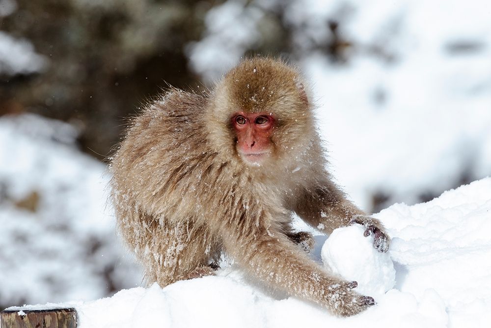 Japan-Nagano A young Japanese macaque plays with a snowball art print by Ellen Goff for $57.95 CAD